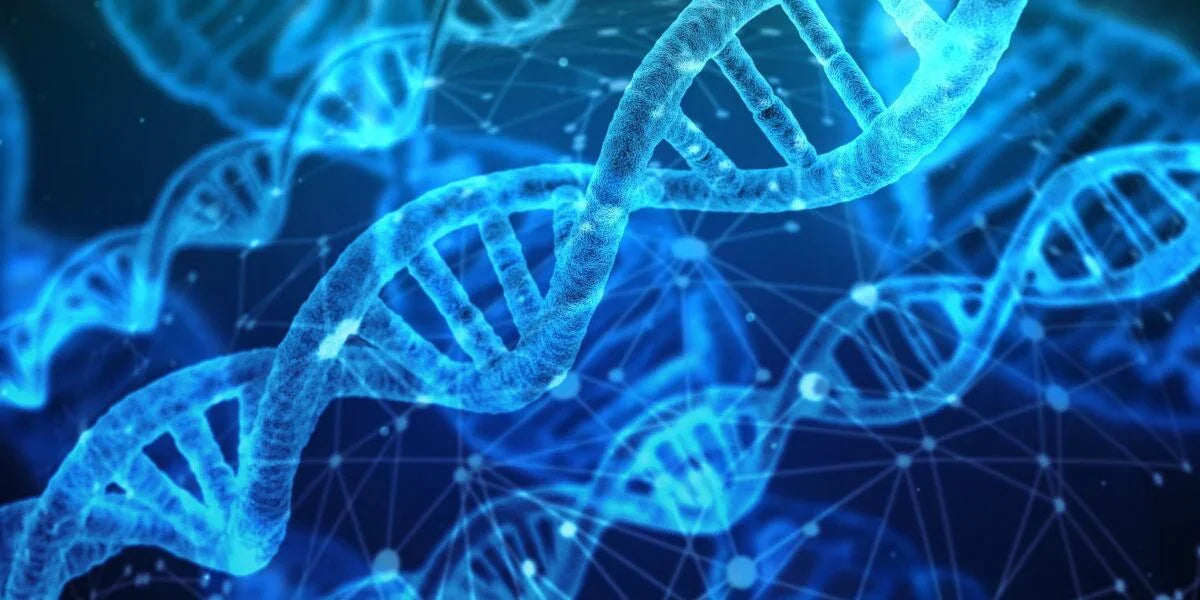 Spermidine & Resveratrol - naturens beskyttelse for cellene og DNA-et ditt